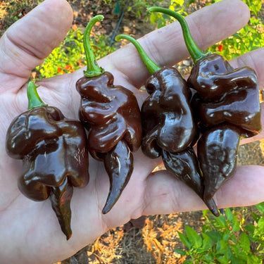Trinidad Scorpion X Congo Chocolate - Seeds - The Pepper Pantry (Formerly Marie Sharp's)